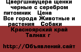 Цвергшнауцера щенки черные с серебром питомник › Цена ­ 30 000 - Все города Животные и растения » Собаки   . Красноярский край,Талнах г.